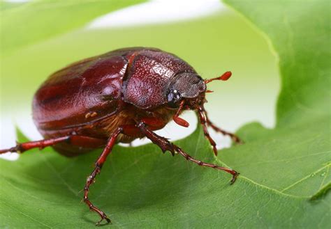 Bug bug. Things To Know About Bug bug. 